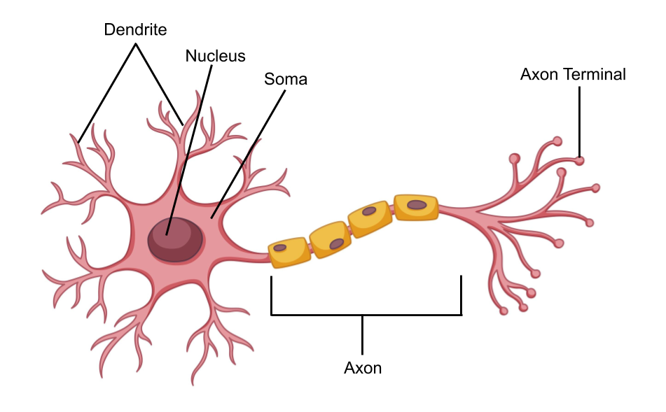 Fig: Structure of Neuron
